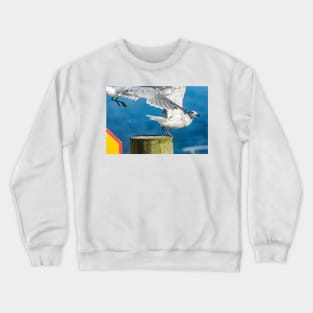 Fighting gull Crewneck Sweatshirt